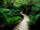 11_Nature_wood_road_1152x864 11_Nature_wood_road_1152x864