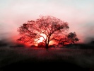 16_Sunset_tree_1280x1024 16_Sunset_tree_1280x1024