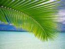 18_Tropical_Vista_1280x1024 18_Tropical_Vista_1280x1024