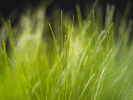 1_Vista_grass_1280x1024 1_Vista_grass_1280x1024