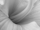 40_Vista_flower_1280x1024 40_Vista_flower_1280x1024