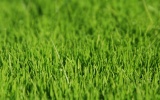 44_Vista_grass_2_1680x1050 44_Vista_grass_2_1680x1050