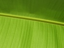 46_Vista_green_leaf_1280x1024 46_Vista_green_leaf_1280x1024