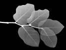 51_Vista_Leafs_1280x1024 51_Vista_Leafs_1280x1024