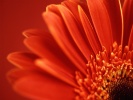 59_Vista_red_flower_1280x1024 59_Vista_red_flower_1280x1024