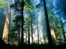 5_Aero_woods_1024x768 5_Aero_woods_1024x768