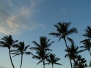 68_Vista_tropical_trees_1152x864 68_Vista_tropical_trees_1152x864