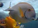 69_Vista_underwater_fish_1152x864 69_Vista_underwater_fish_1152x864