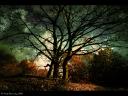 autumn_afterglow__wallpaper_by_isilmetriel.jpg