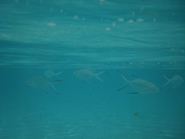 [dsc03698.jpg]