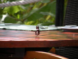 [dscn3383.jpg]