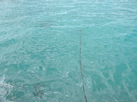 [dscn3610.jpg]